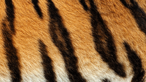 Extreme close-up of a tiger's striped fur