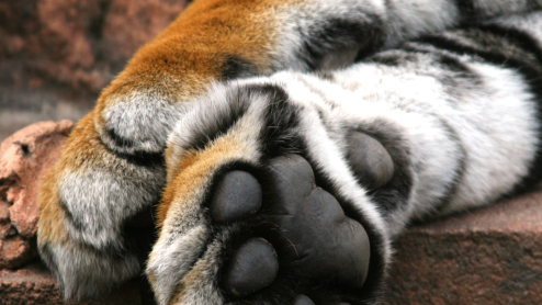 A tiger's paws resting on a brick surface