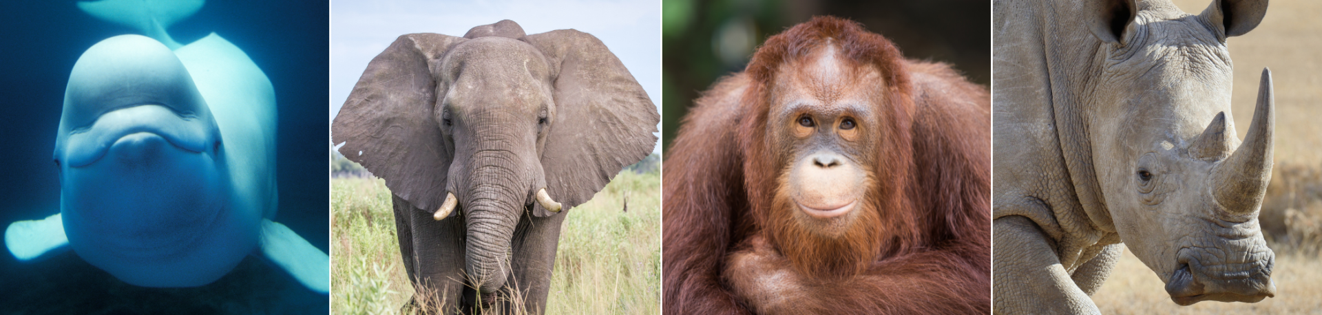 A beluga, elephant, orangutan, and rhino all look at the viewer