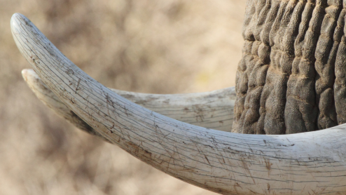 An extreme close up of an elephant tusk