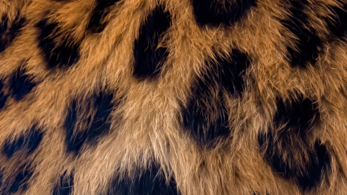 Close-up of leopard fur