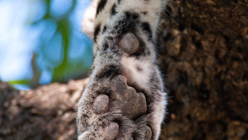 A leopard paw dangling from a tree