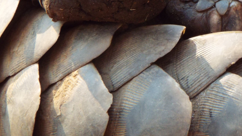 close-up of a pangolin foot and tail