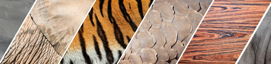 A collage of close-up images of animals and plants, including elephant skin, tiger fur, pangolin scales, and rosewood pattern