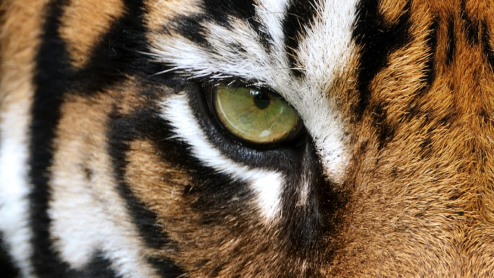 A close up of a tiger's eye