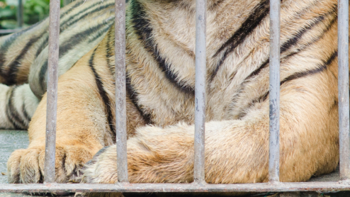 A tiger lying down in a cage