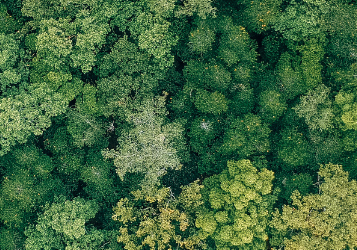 A forest seen from above
