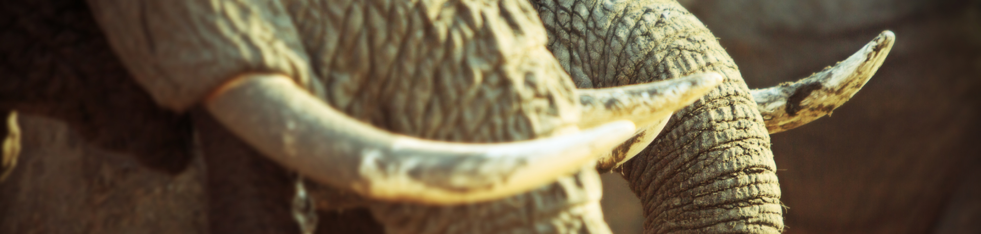 A pair of elephants prominently display their tusks
