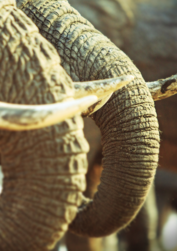 A pair of elephants prominently display their tusks