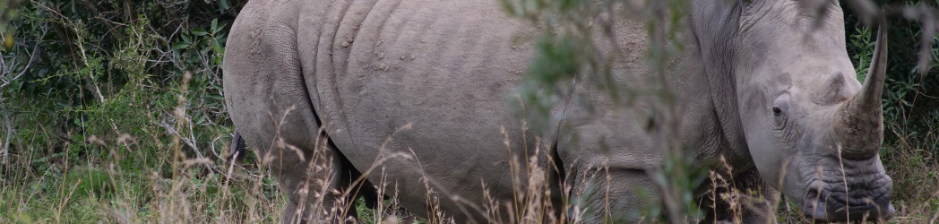 A rhino half-hidden by tall grass and branches