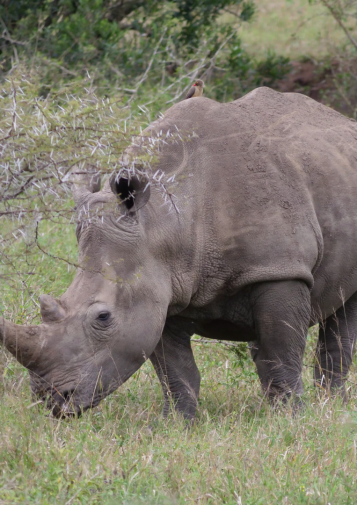 A rhino grazes under a spiny bush