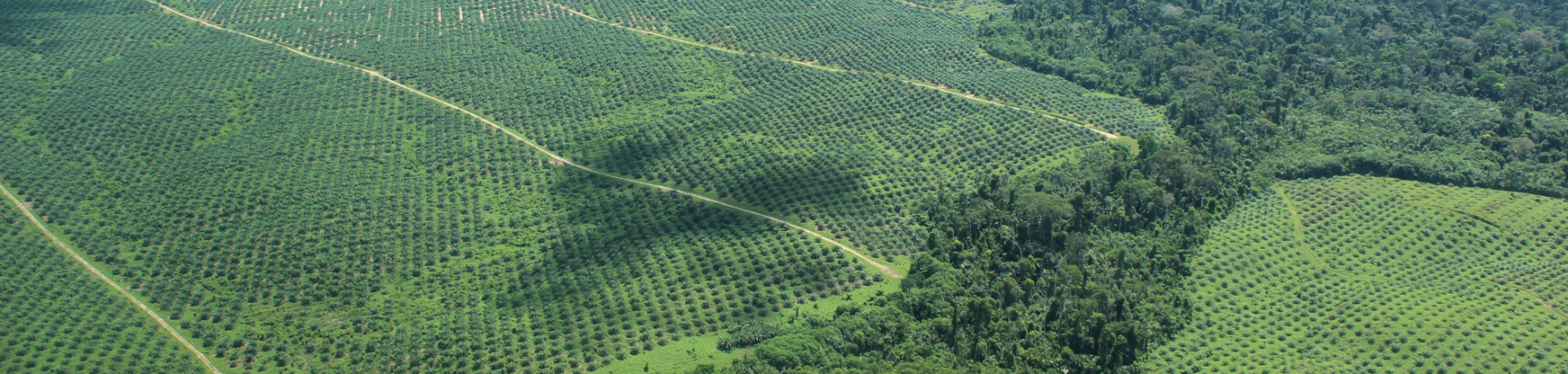 Wild forest contrasted against featureless farmland