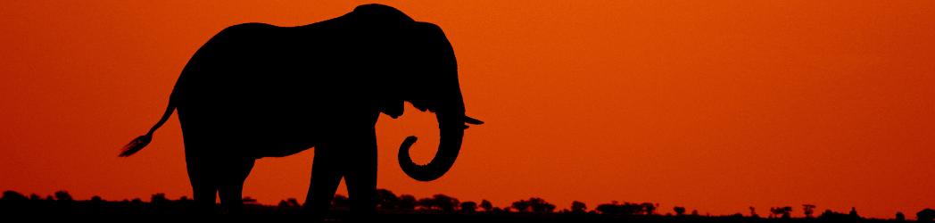 An elephant silhouetted against the setting sun