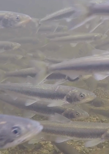 A school of smelt swimming