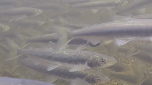 A school of smelt swimming