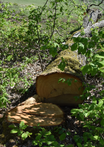 A tree that's been chopped down next to a stump