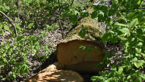 A tree that's been chopped down next to a stump