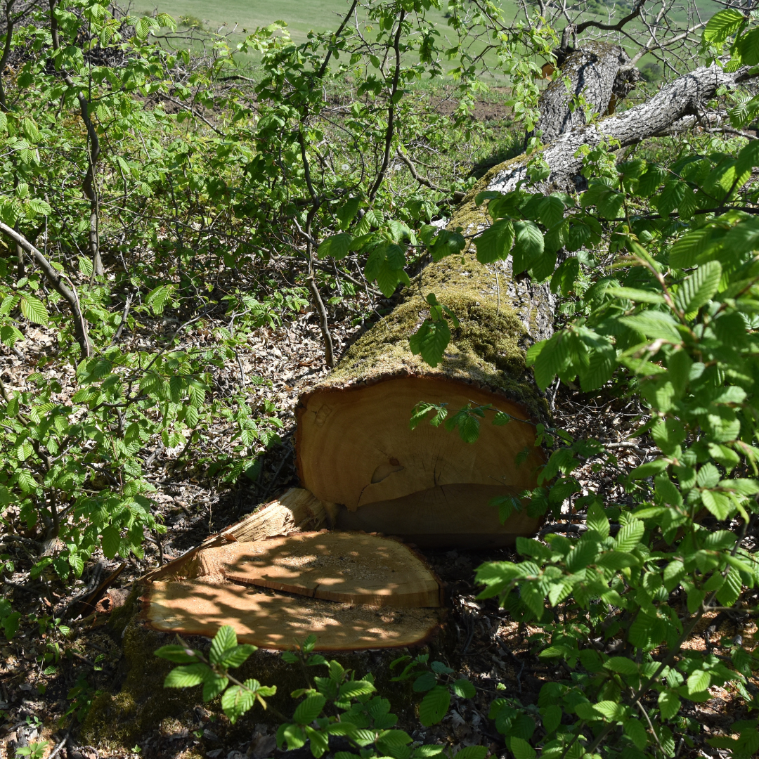 IKEA's Romanian wood sourcing woes highlight the need for national