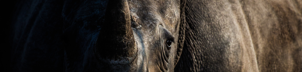 A close-up of a rhino, half shadowed