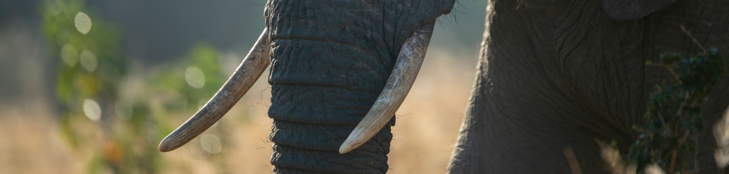 A close up of an elephant's tusks