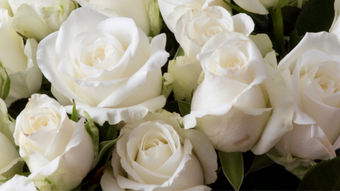 A bouquet of white roses