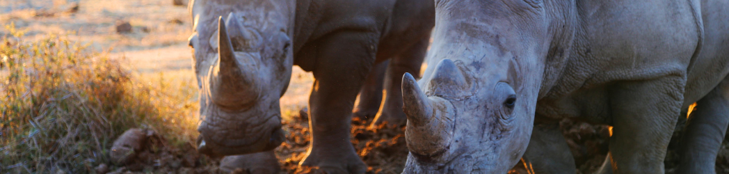 A pair of rhinos stand together during a sunset