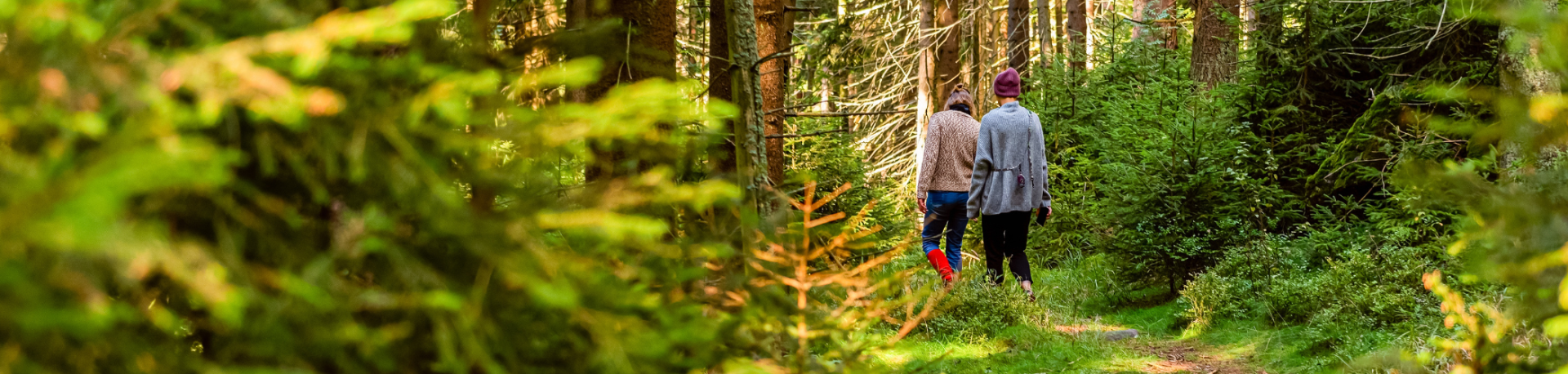 Two people walk a path through a forest