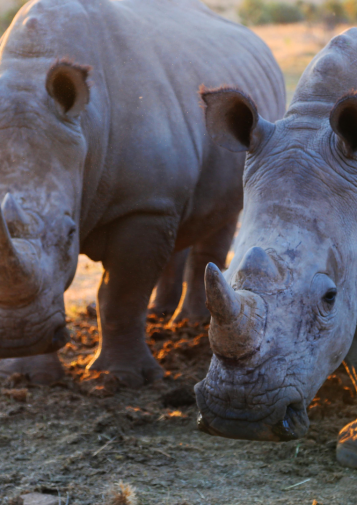 A pair of rhinos stand together during a sunset