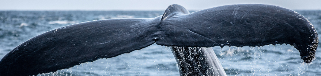 A whale's tail rises above the surface