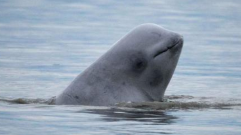 A young Cook Inlet beluga surfaces