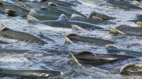 Salmon crowd a river