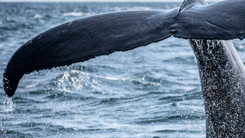 A whale tail breaks the surface