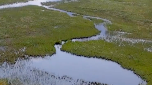 An Alaskan wetland