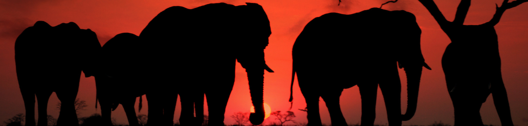 A herd of elephants against a red sunset