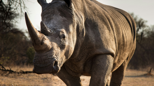 A close-up of a rhinoceros face