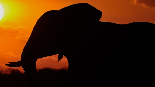 An elephant at sunset