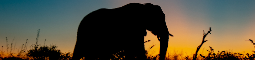 An elephant against a colorful sunset
