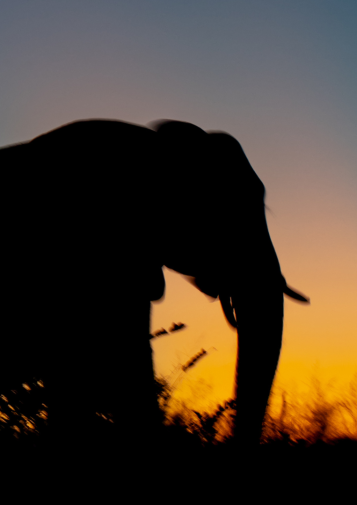 An elephant against a colorful sunset