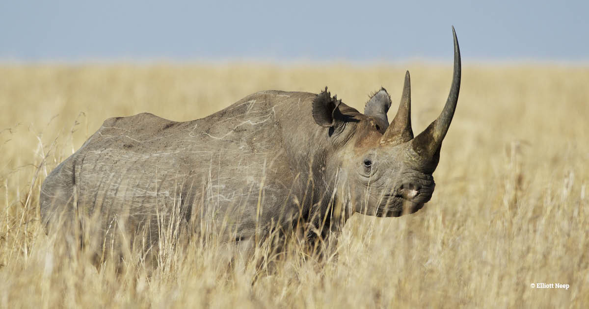 A black rhino peers over tall grass