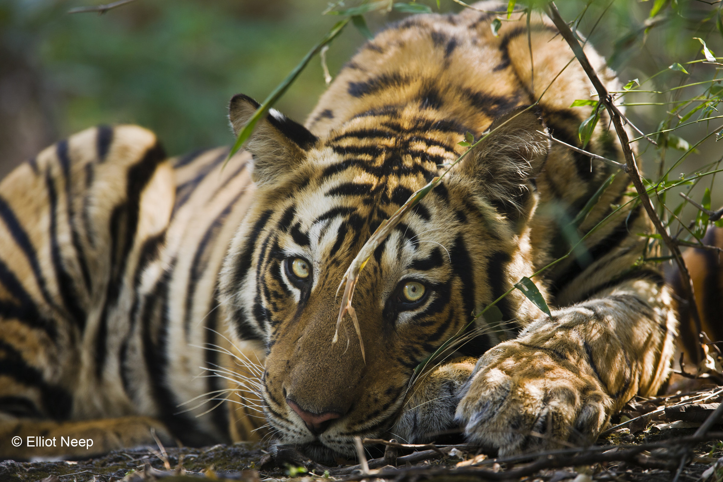 A tiger lies in the shade