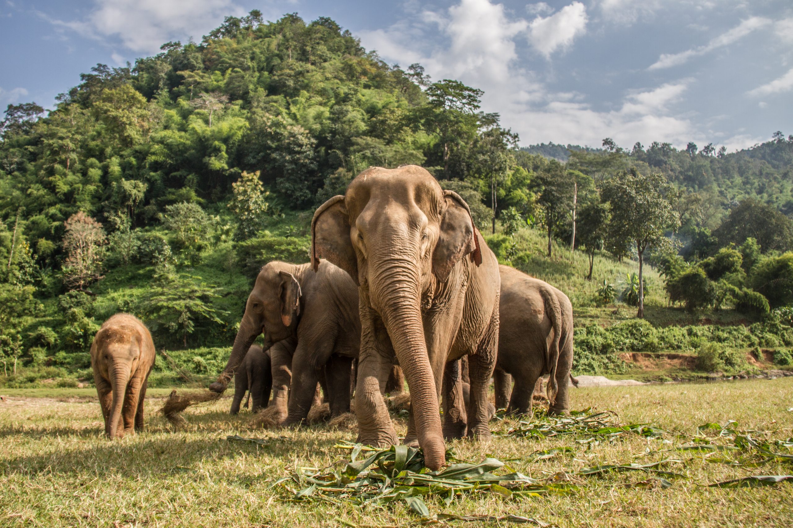 A group of Asian elephants cluster in a field