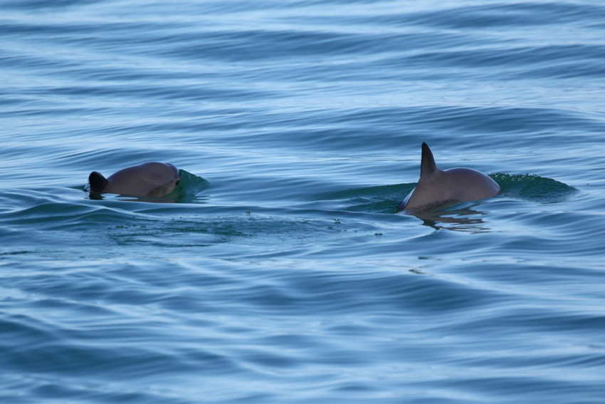 A pair of vaquita surface in the ocean