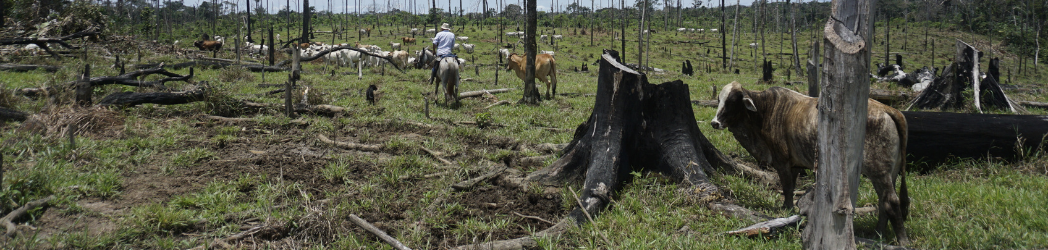 Cattle scattered among charred tree stumps, watched over by a rancher on horseback