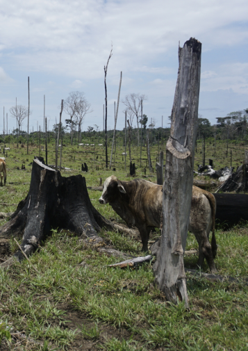 A cow stands next to charred tree stumps