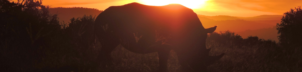A rhino grazes against a sunset