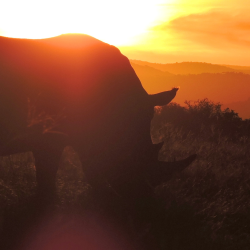 A rhino grazes against a sunset