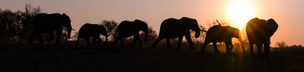 A herd of elephants at sunset