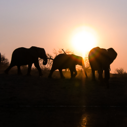 A herd of elephants at sunset