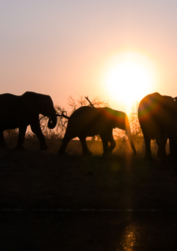 A herd of elephants at sunset
