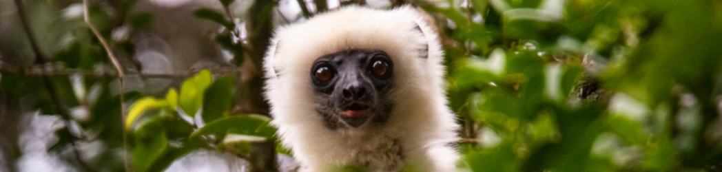 A silky sifaka peers out of a tree